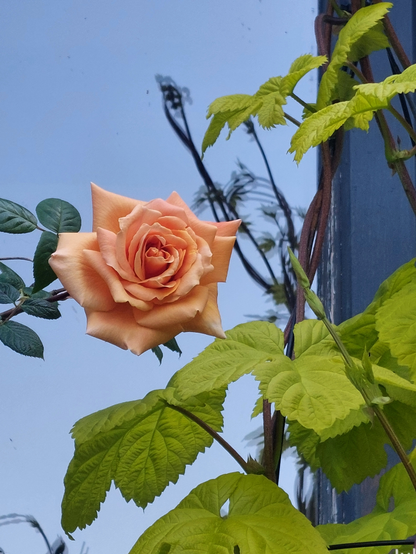 A peach colored hybrid tea climbing rose is silhouetted against a large window that reflects blue sky. Twining hops bines are on the right side of the image and are reflected in the window.