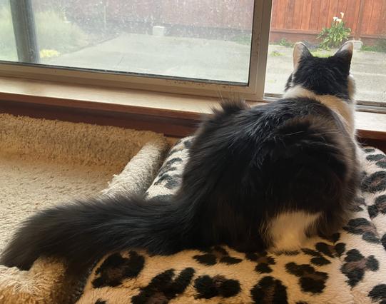 A medium-hair tuxedo cat, lying on boxes stacked to window height, looking intently out that window (which has a screen).
