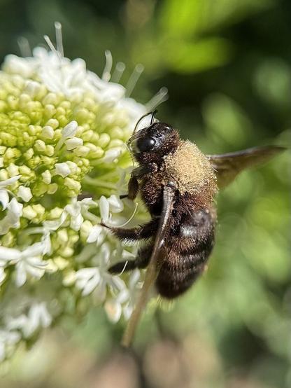 A large bee of the genus Xylopa sucking nectar from a flower