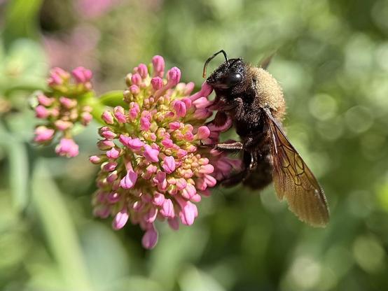 A large bee of the genus Xylopa sucking nectar from a flower