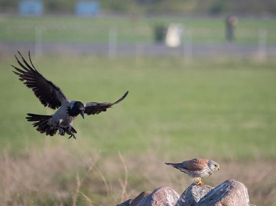 Eine Krähe greift aus der Luft einen auf einem Steinhaufen sitzenden Turmfalken an
A crow attacks a kestrel sitting on a pile of stones from the air