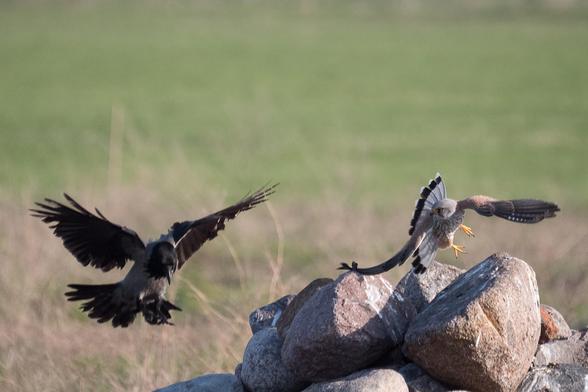 Eine Krähe greift aus der Luft einen auf einem Steinhaufen sitzenden Turmfalken an. Der Falke erhebt sich in die Lüfte, bereit zur Verteidigung
A crow attacks a kestrel sitting on a pile of stones from the air