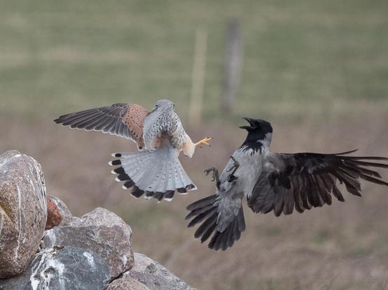 Eine Krähe greift aus der Luft einen auf einem Steinhaufen sitzenden Turmfalken an. Der Falke  und die Krähe stehen sich in der Luft mit ausgestreckten Krallen gegenüber
A crow attacks a kestrel sitting on a pile of stones from the air