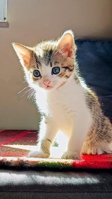 A 5 weeks old kitten with white chest and paws and tabby markings on its head and back sits on a red mat. The kitten is illuminated by sunlight creating a glowing outline effect, highlighting its whiskers and fur. It has striking blue eyes and is looking directly at the camera with an attentive expression. The background shows indoor home setting with neutral walls.