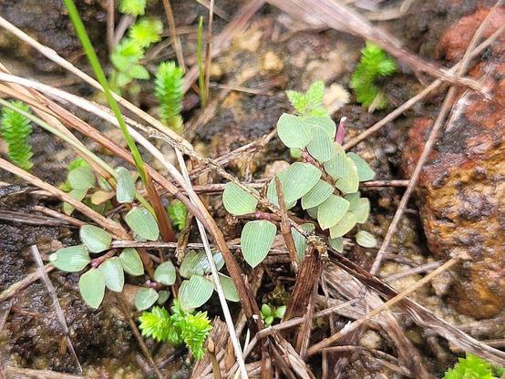 Raddiella vanessae, une espèce de plante herbacée appartenant à la famille des Poaceae, pousse dans un environnement naturel composé de brins d'herbe, de petites fougères et de morceaux de bois. Ses feuilles ovales et vertes présentent des nervures visibles, et elle se développe sur un sol rocheux et humide, typique de son habitat en Guyane. Cette plante est considérée comme l'un des plus petits bambous au monde.