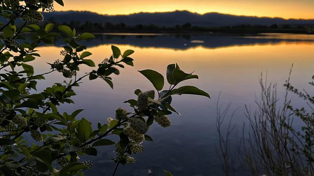 A few branches of a small, blooming chokecherry tree with white blossoms and green leaves hanging over the surface of a small lake at dusk, the golden-orange colors of the sky and the silhouettes of distant mountains reflected in the glassy surface of the lake.