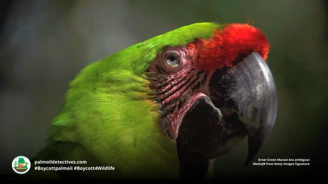 Great green #macaws are supremely intelligent can live to up to 70 years old. They are critically endangered from #palmoil #meat and #soy #deforestation in #SouthAmerica. Help them by being #vegan and #Boycottpalmoil #Boycott4Wildlife @palmoildetect https://wp.me/pcFhgU-183?utm_source=mastodon&utm_medium=Palm+Oil+Detectives&utm_campaign=publer