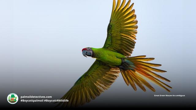 Great green #macaws are supremely intelligent can live to up to 70 years old. They are critically endangered from #palmoil #meat and #soy #deforestation in #SouthAmerica. Help them by being #vegan and #Boycottpalmoil #Boycott4Wildlife @palmoildetect https://wp.me/pcFhgU-183?utm_source=mastodon&utm_medium=Palm+Oil+Detectives&utm_campaign=publer