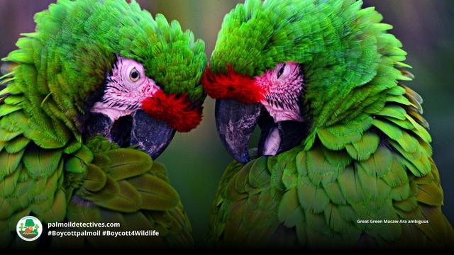 Great green #macaws are supremely intelligent can live to up to 70 years old. They are critically endangered from #palmoil #meat and #soy #deforestation in #SouthAmerica. Help them by being #vegan and #Boycottpalmoil #Boycott4Wildlife @palmoildetect https://wp.me/pcFhgU-183?utm_source=mastodon&utm_medium=Palm+Oil+Detectives&utm_campaign=publer
