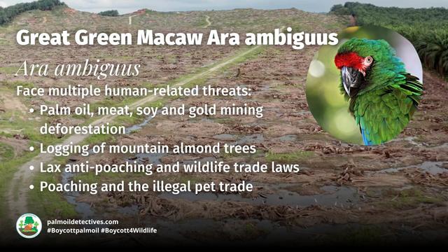 Great green #macaws are supremely intelligent can live to up to 70 years old. They are critically endangered from #palmoil #meat and #soy #deforestation in #SouthAmerica. Help them by being #vegan and #Boycottpalmoil #Boycott4Wildlife @palmoildetect https://wp.me/pcFhgU-183?utm_source=mastodon&utm_medium=Palm+Oil+Detectives&utm_campaign=publer