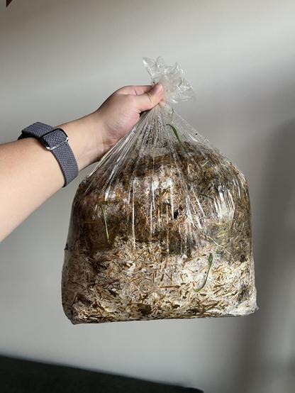 About half the bag beginning to turn white from the spawn colonizing the substrate