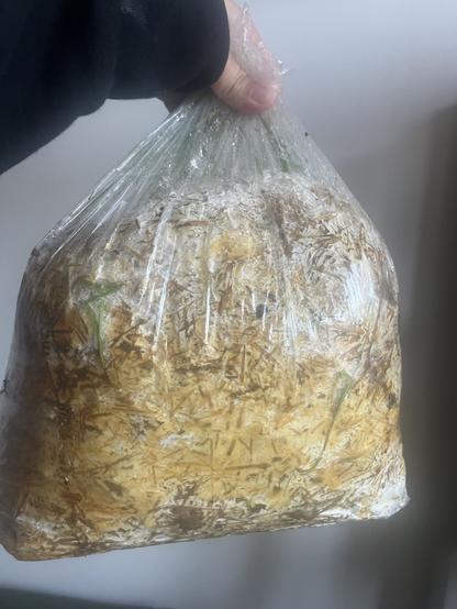 The spawn is just about fully colonized and yellow orange coloration from the metabolites have tinted the mycelia