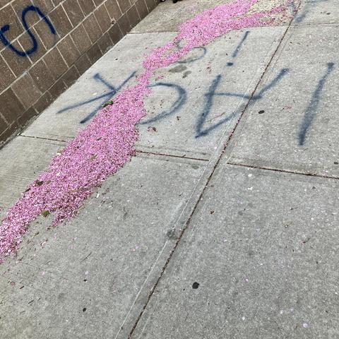 cherry blossom petals carpeting a concrete sidewalk like a pink river