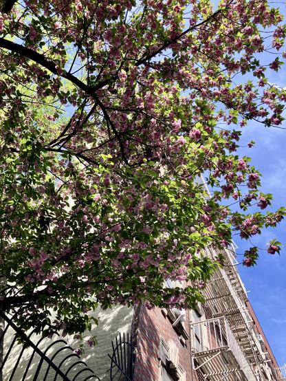 cherry trees in bloom