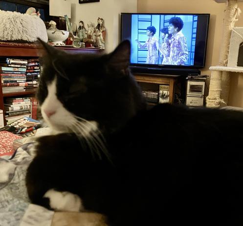 tuxedo cat in the foreground lounging on someone's lap as THE SUPREMES sing LOVE CHILD on a TV in the background