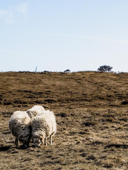 mouton, Goulien, Finistère, Bretagne