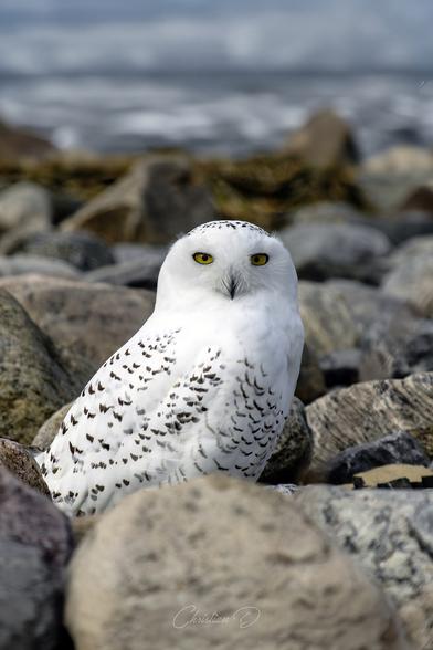 Une surprise m'attendait sur la grève du fleuve, un magnifique Harfang des neiges resté à la traîne relativement à son départ vers le nord. Très heureux de cette rencontre!