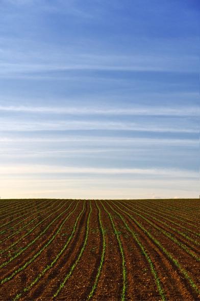 color. portrait format. a sunny, warm spring day. i'm standing at the edge of a field. The earth is crispy brown. thin green lines of growing plants lead into the picture. the horizon begins with a clear line towards the lower third. this is where the sky joins in. Blue sky with long, soft veil clouds that run horizontally at 90 degrees to the green lines on the ground.