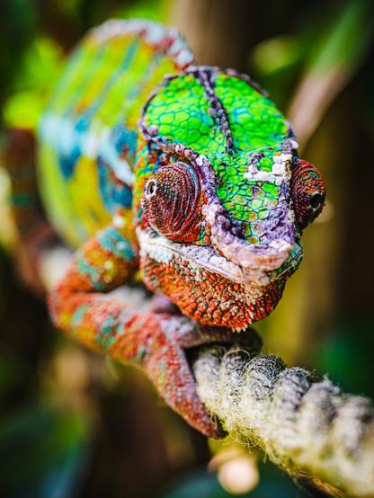 Close-up of a vibrant chameleon clinging to a textured rope, displaying striking scales in shades of green, red, blue, and purple with intricate patterns and intense focus in its independently moving eyes.