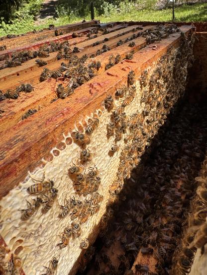 A shot into a medium box on the top of a hive. Bees are crawling all over a frame of honey that is mostly capped.