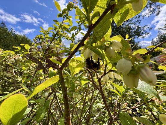 A bumblebee eating from a blueberry blossom in a wide angle shot against a blue sky.