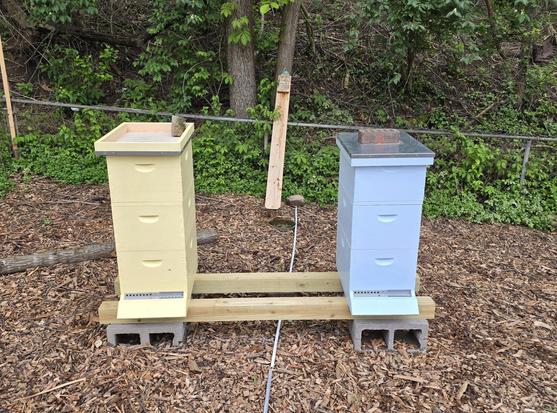 Two Langstroth beehives one yellow and one blue sitting on 4x4 post and cinder blocks. There is a board with water running down it and woods behind.