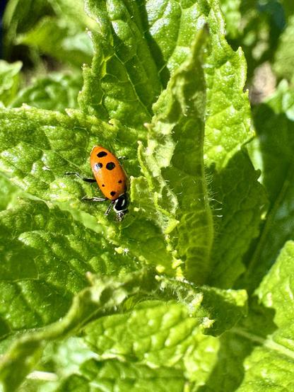 A close-up image of a bright orange ladybug with black spots resting on a green leaf. The leaf features a textured surface, highlighting the details of the foliage.