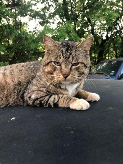 A tough brown tabby with a scar on his nose and white stockings.