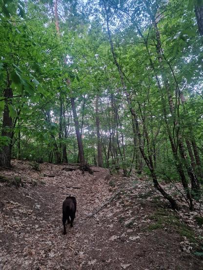 A sandy pathway in the woods, going up a low hillside. A chocolate brown Labrador is seen from behind, as she walks up the hill.