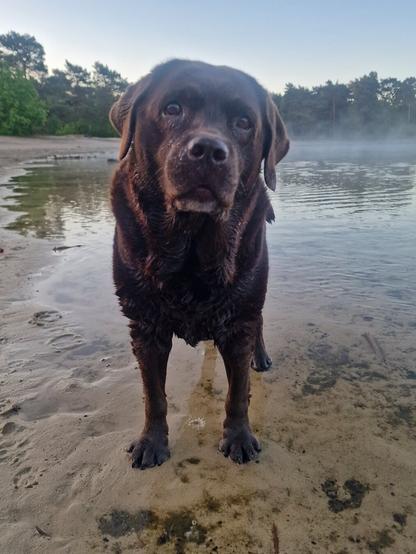 A wet dog, standing in shallow water. She's looking towards the camera, her head tilted slightly to the side. She's got an expecting look in her eyes, as she's eager for me to throw the ball again. To her right, there is water, behind her are sand and trees.