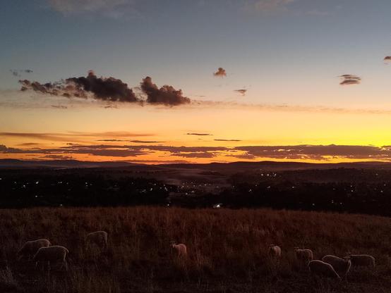 Sparse clouds in a flame-coloured evening sky above the twinkling lights of a small country town with sheep grazing long grass in a hill padock in the foreground.