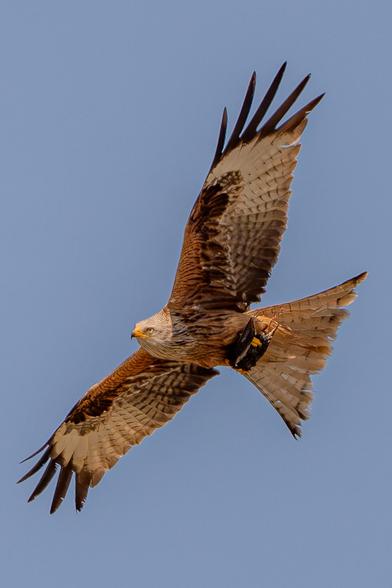 A red kite, seen from below, flying in a blue sky with its tail and wings outstretched. The bird is holding a prey in its talons, most likely a starling.