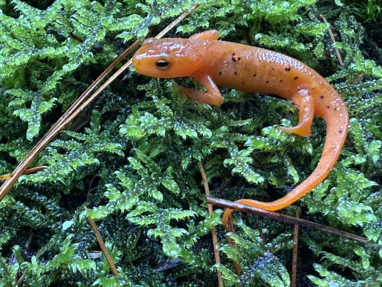 Tiny Red Eft in moss, everything is soaking wet because it has been raining a lot.