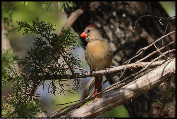 A Northern Cardinal (Cardinalis cardinalis) was standing on a cedar branch (Juniperus virginiana) with head turned to the side and crest partially raised in Norman, Oklahoma, United States on April 11, 2025.