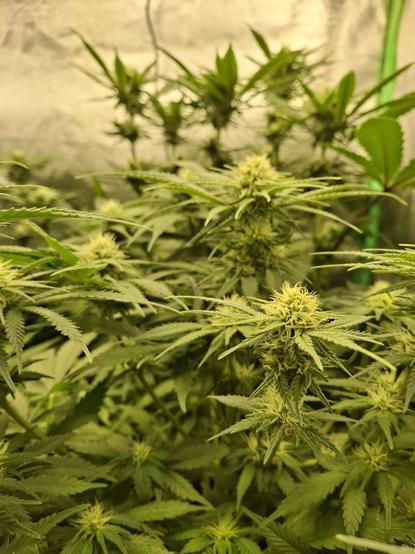 Photo einer blühenden Cannabispflanze von der Seite