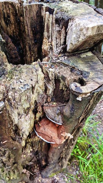 A large hollow tree stump. Part of it forms a spiral which has bear bread fungi growing on it.
