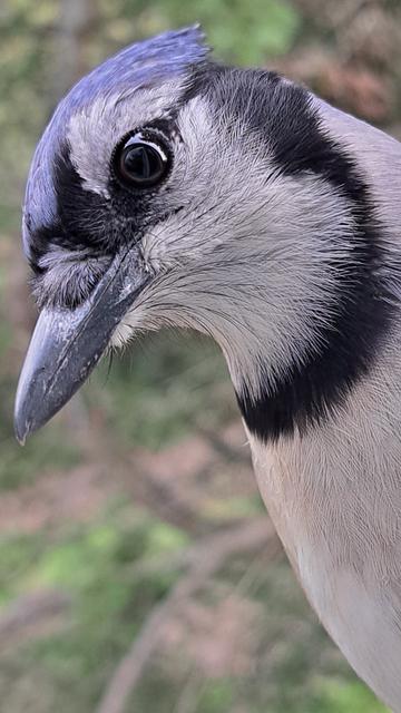 geai bleue / bluejay