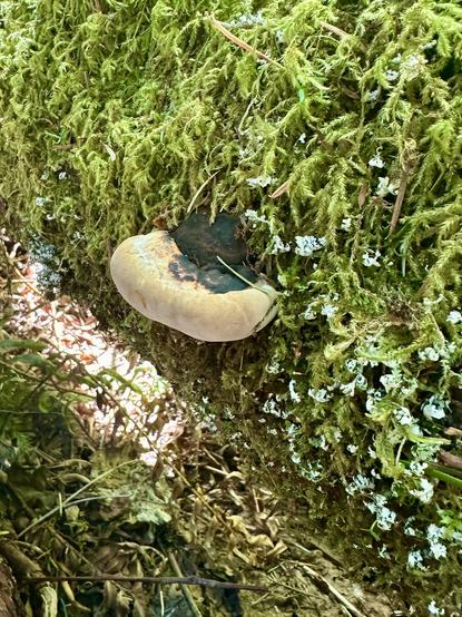 A round, chubby, tan mushroom protrudes from a thick layer of moss and lichen on a fallen tree.