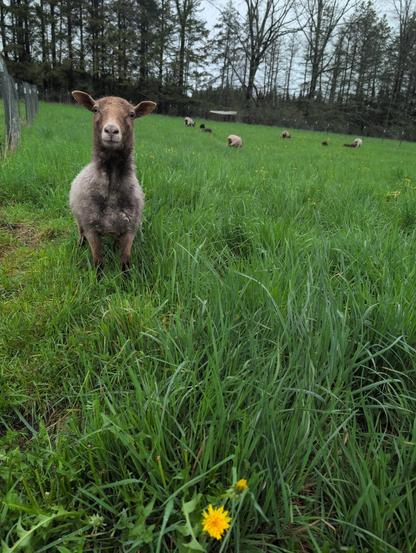 Photo of Icelandic sheep in tall, lush grass. One is close and looking directly at the camera. The other 8 are far away and pointed in the other direction. A line of wire fencing is on the left, a line of trees blocks the other end of the paddock.