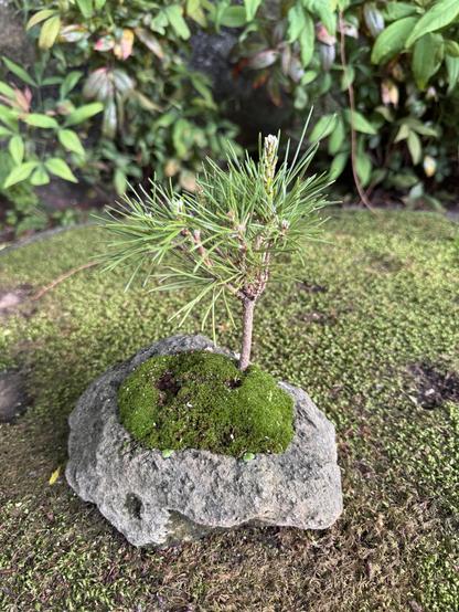 Small pine bonsai on a mossy rock.