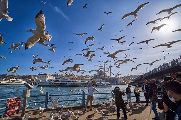Dozens and daozens of seagulls flying over and fighting for pieces of bread that people feed at the Bosphorus with Istanbul’s skyline at the end. At the right a bridge with lots of people watching. Sun shining brightly in the upper right corner.