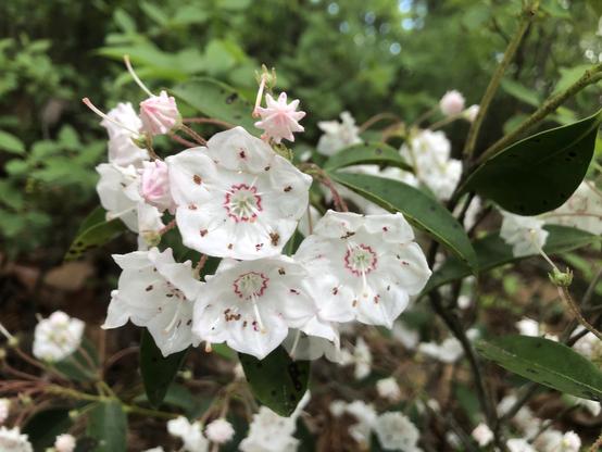 white hexagon flowers with delicate pink outlines