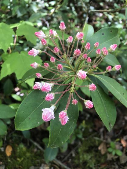 Bright pink buds exploding like fireworks from dark green leaves