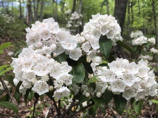 Large puffs of white blloms in the forest