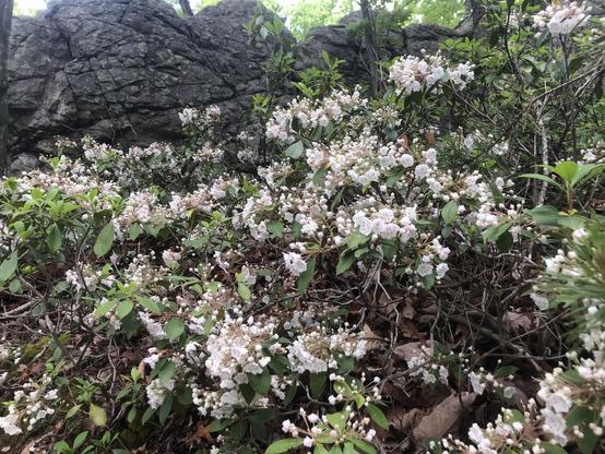 bushes with white flowers in front of a craggy stone outcrop
