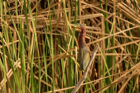 A colorful, medium sized bird perches on a branch surrounded by tall grasses. Its feathers display a mix of rich browns and greens, blending in with the natural background. Photography by Debra Martz