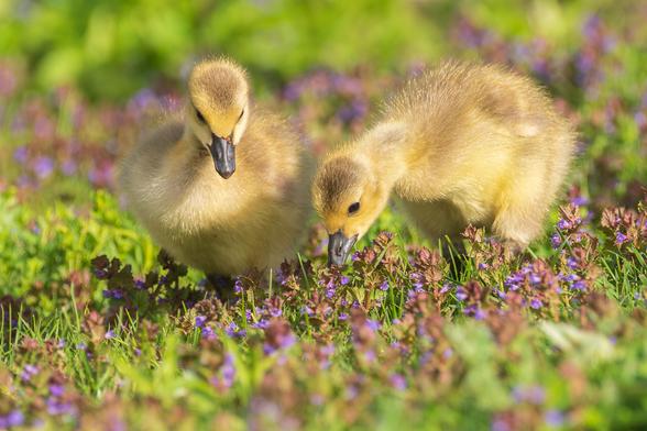 Photograph of a pair Canada goose gosling sitting amid short green grass and blooming creepy Charlie (or maybe henbit?). The gosling on the right has its head and neck stretched out to the left to peck at the grasses to the left leaving one eye visible. The gosling on the left is facing forward with its head tilted down to look its companion leaving both eyes visible. Canada geese goslings have brown and yellow mottled body feathers, dark eyes, black beaks, and brown, textured legs and webbed feet.