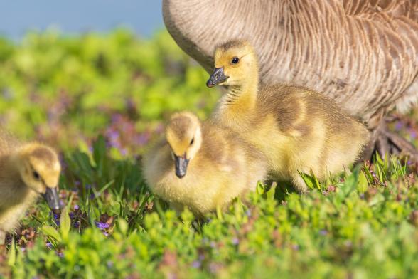 Photograph of a Canada goose gosling sitting amid short green grass and blooming creepy Charlie (or maybe henbit?) with a pair of fellow goslings in the foreground and the lower belly of an adult goose visible in the background. The gosling is facing left leaving one eye visible. Canada geese goslings have brown and yellow mottled body feathers, dark eyes, black beaks, and brown, textured legs and webbed feet.