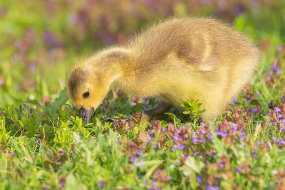 Photograph of a Canada goose gosling standing amid short green grass and blooming creepy Charlie (or maybe henbit?). The gosling is facing left and has its head tilted down to peck at grasses to the left. Canada geese goslings have brown and yellow mottled body feathers, dark eyes, black beaks, and brown, textured legs and webbed feet.