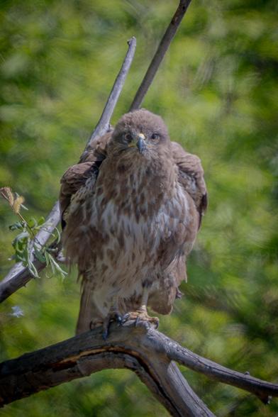 Frontal view of a Common Buzzard sitting on a dry branch, looking at the observer. The background is a blurred green vegetation.
